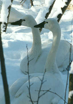 Swans